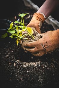 garden gloves planting a seedling