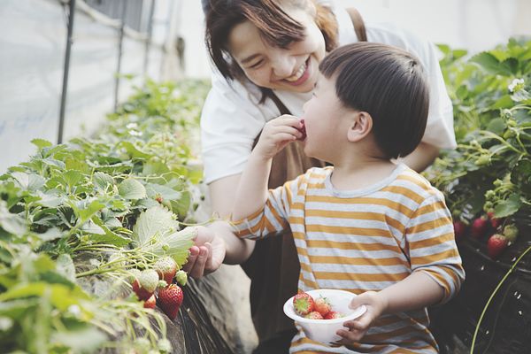 Mother and child eating strawberries