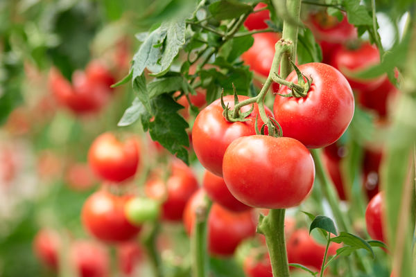 Tomatoes on the vine.