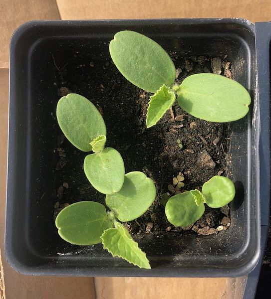 Cantaloupe seedlings