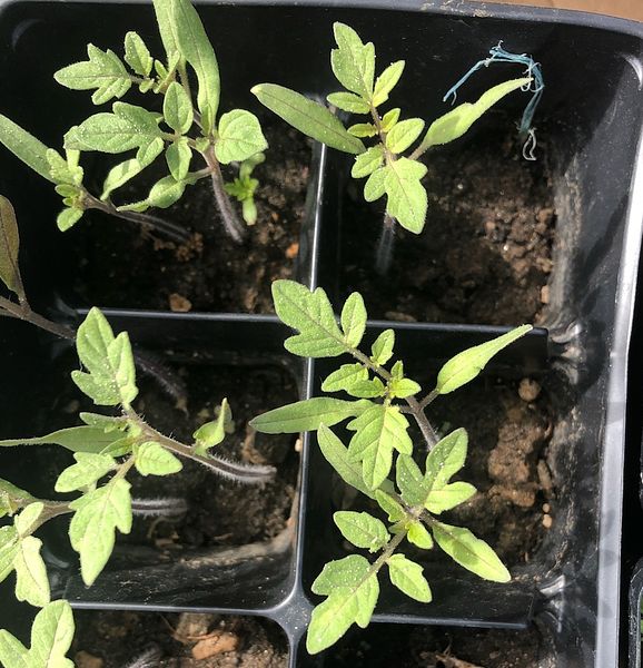 Tomato Seedlings