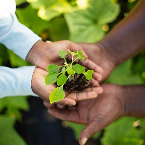 Mississippians holding a plant together