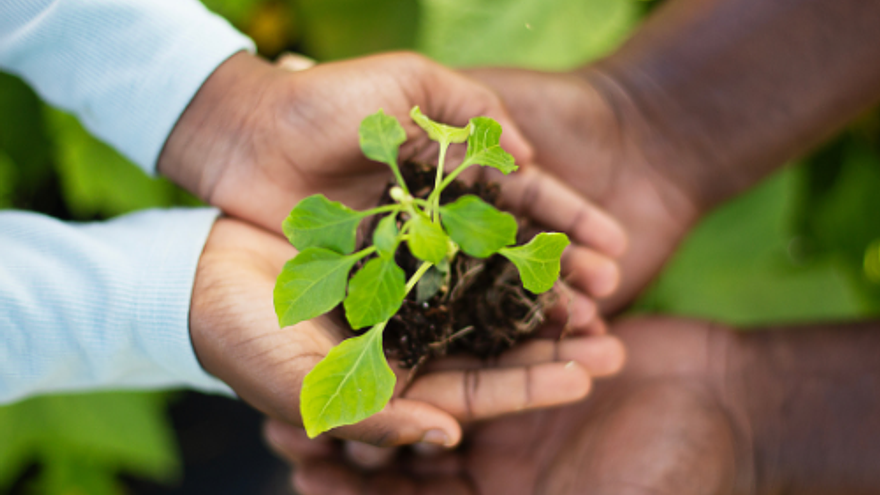 Mississippians holding a plant together